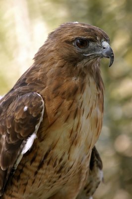 [86] Red Tailed Hawk