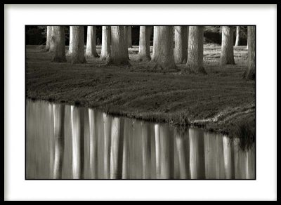 Trees in the Park