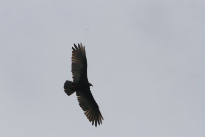 IMG_4038.JPG