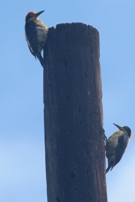 IMG_4114.JPG