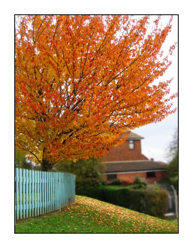 14 November - Fire Tree