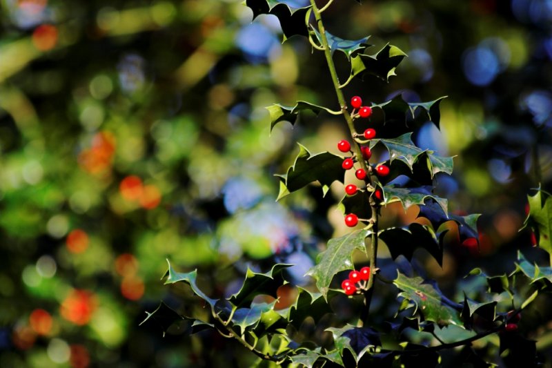 Berries for a hard winter?