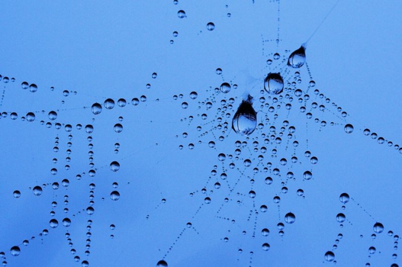 Webby drops