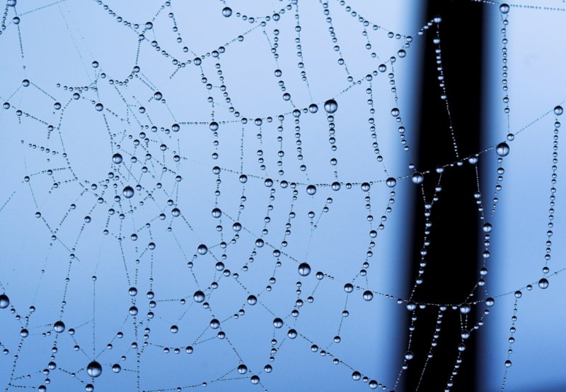 the whole web
