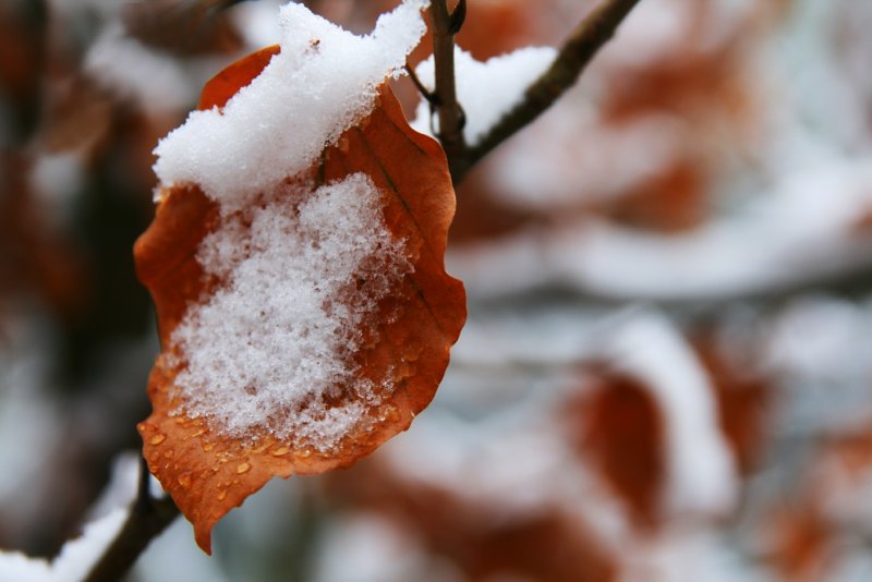 Keston, beech & snow