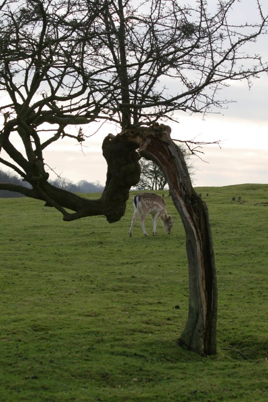 Deer under the tree
