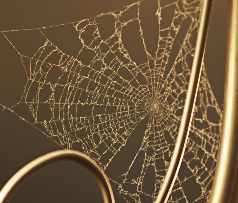 28 February - cobweb
