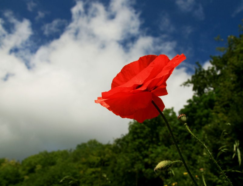 Poppy & sky