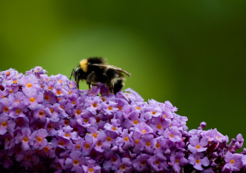 5 July - Busy bee in the country!