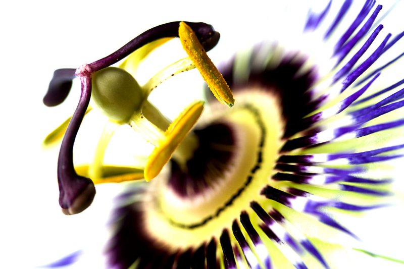Passion flower