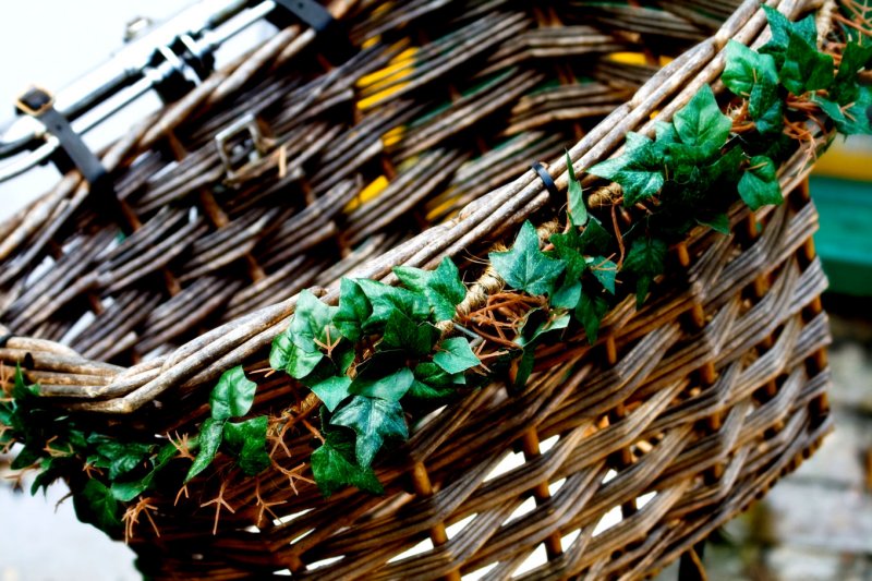Ivy