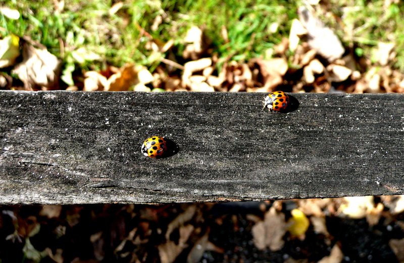 The Ladybird Fence