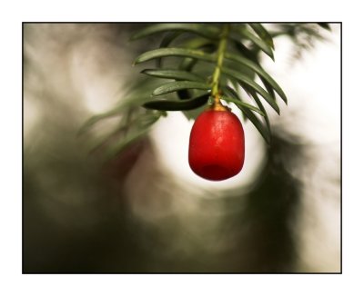 red yew berry