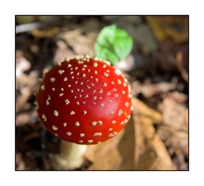 Fly agaric