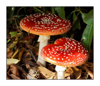 More fly agarics!