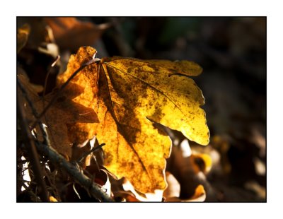 Glowing Oak