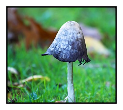 Shaggy Inkcap