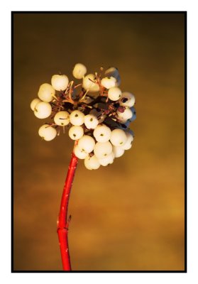 Berries