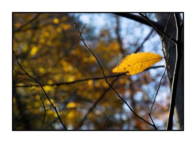 single yellow leaf!