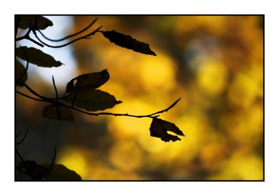 Glowing leaves