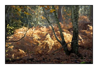 Glowing bracken