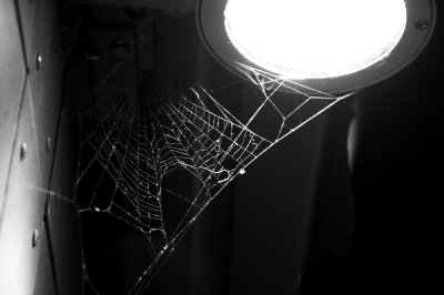Nighttime web