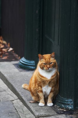 The most photographed cat in Norwich!