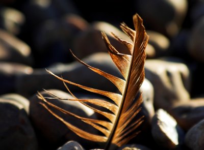 feather