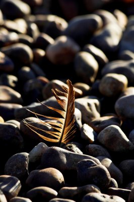 windblown feather