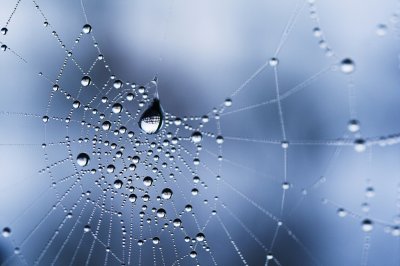 spider drops