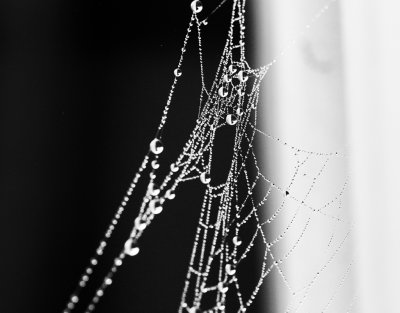 web drops