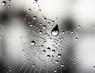 web drops