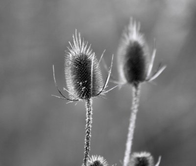 5 January - teasels