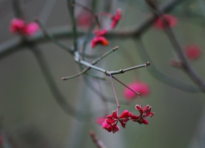 pink blossom