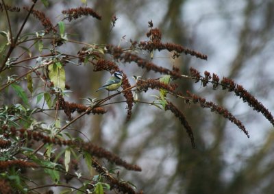 blue tit