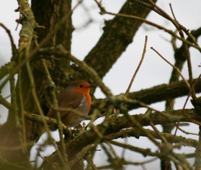 Robin