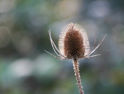 Teasel