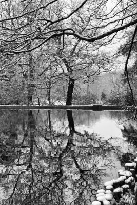 Keston Ponds, tree reflection