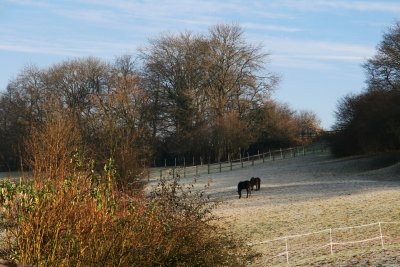 Horses in a frosty field