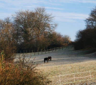 Horses in a frosty field