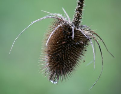 Teasel drip