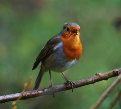 Robin singing