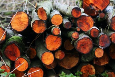 Logs