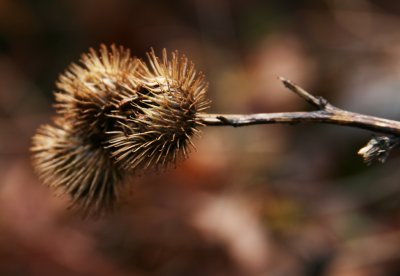 Spikey!