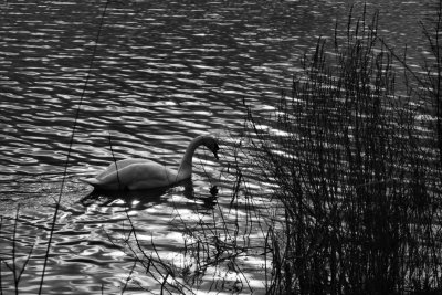 Swan