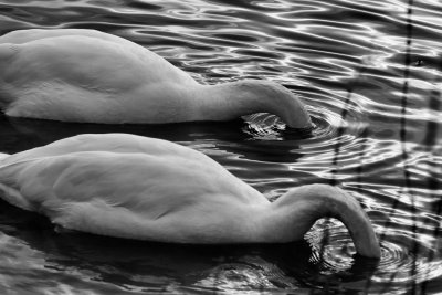 Headless swans