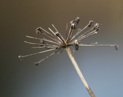Branches