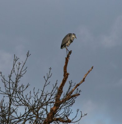 Heron