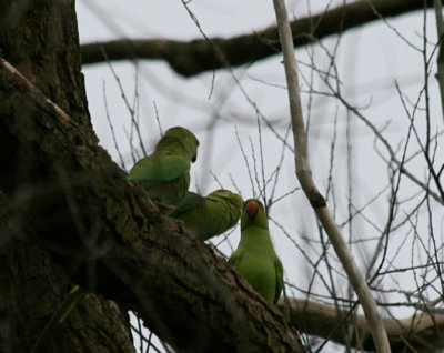 3 parakeets