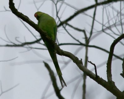 Parakeet